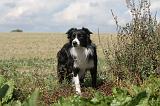 BORDER COLLIE 061
